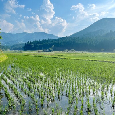 新米 令和8年度産 名倉高原米 コシヒカリ 10kg 米 お米 精米 白米