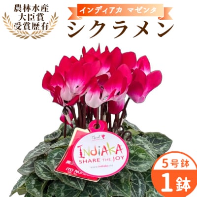 愛知県産 シクラメン インディアカ 5号鉢×1鉢 マゼンタ 花 生花 ガーデニング