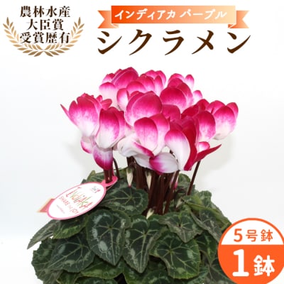 愛知県産 シクラメン インディアカ 5号鉢×1鉢 パープル 花 生花 ガーデニング