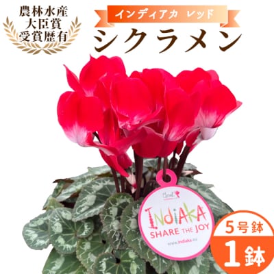 愛知県産 シクラメン インディアカ 5号鉢×1鉢 レッド 花 生花 ガーデニング