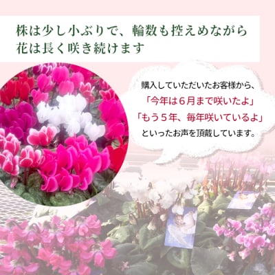 愛知県産 シクラメン インディアカ 5号鉢×1鉢 レッド 花 生花 ガーデニング