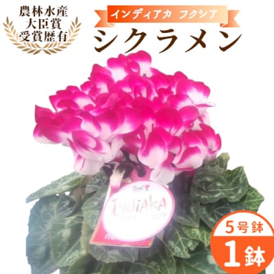 愛知県産 シクラメン インディアカ 5号鉢×1鉢 フクシア 花 生花 ガーデニング