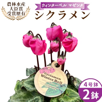 愛知県産 シクラメン ウィンターベル 4号鉢×2鉢 マゼンタ 花 生花 ガーデニング