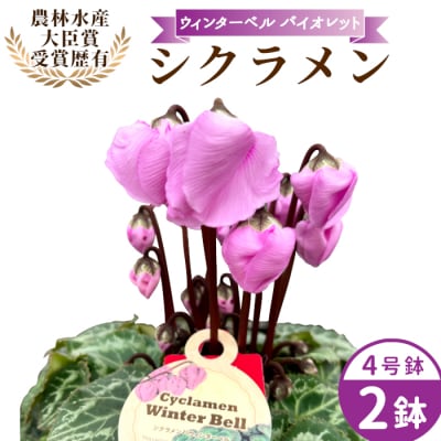 愛知県産 シクラメン ウィンターベル 4号鉢×2鉢 バイオレット 花 生花 ガーデニング