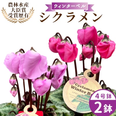 愛知県産 シクラメン ウィンターベル  4号鉢×2鉢 2色セット マゼンタ×バイオレット 花 生花