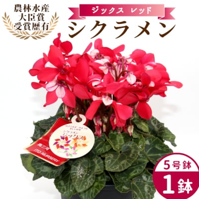 愛知県産 シクラメン ジックス 5号鉢×1鉢 レッド 花 生花 ガーデニング