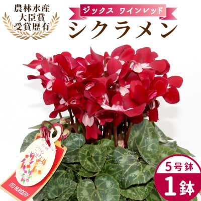 愛知県産 シクラメン ジックス 5号鉢×1鉢 ワインレッド 花 生花 ガーデニング