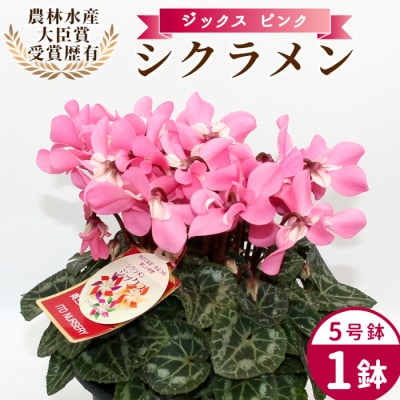 愛知県産 シクラメン ジックス 5号鉢×1鉢 ピンク 花 生花 ガーデニング