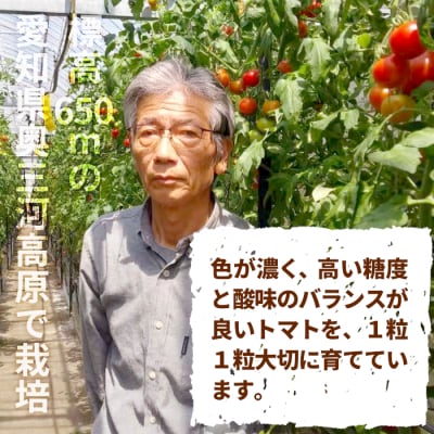 栽培期間中農薬不使用 中玉トマト シンディースイート あゆち姫 1.5kg ミニトマト とまと