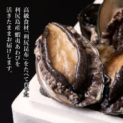 《2023年発送分 受付開始》利尻島産 直送!天然 活えぞあわび1kg 鮑 海鮮 【福士水産】