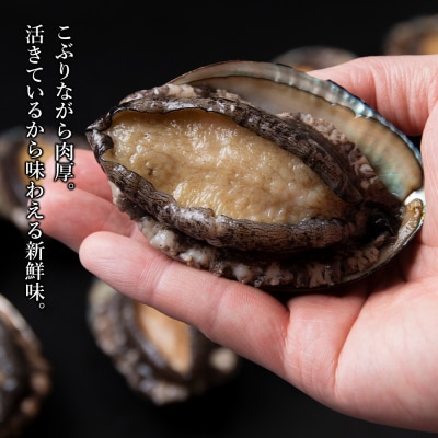 《2023年発送分 受付開始》利尻島産 直送!天然 活えぞあわび1kg 鮑 海鮮 【福士水産】