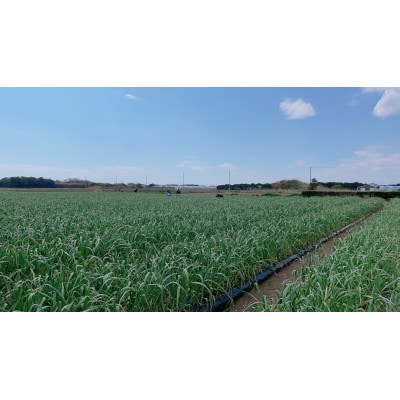 黒にんにく3パック　C-3