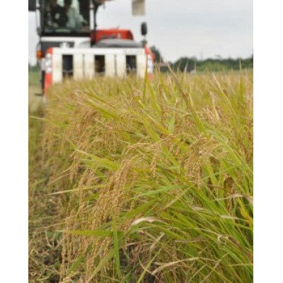 匝瑳の舞　精米　5kg　D-1a