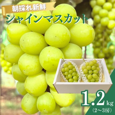 シャインマスカット 1.2kg(2～3房) AAL-1 | 千葉県匝瑳市 | ふるさと