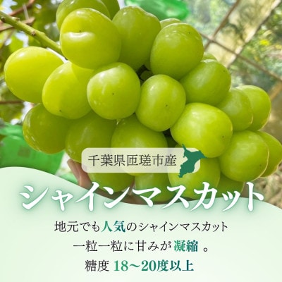 シャインマスカット　1.2kg(2～3房)　AAL-1