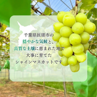 シャインマスカット　1.2kg(2～3房)　AAL-1