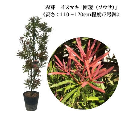 赤芽　イヌマキ 「匝瑳(ソウサ)」《高さ:110~120cm程度》　AAP-2