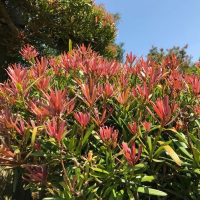 赤芽　イヌマキ 「匝瑳(ソウサ)」《高さ:110~120cm程度》　AAP-2