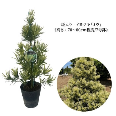 斑入り　イヌマキ 「ミウ」《高さ:70~80cm程度》　AAP-3