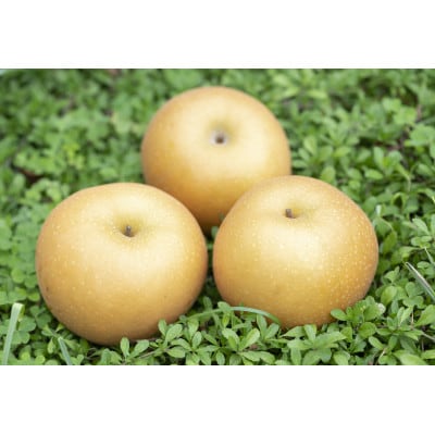 渡辺果樹園のあきづき梨　約3kg【9月中旬～10月上旬にお届け】