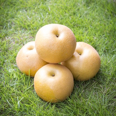 渡辺果樹園の豊水梨　約3kg【9月上旬～9月下旬にお届け】