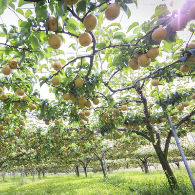 渡辺果樹園の豊水梨　約3kg【9月上旬～9月下旬にお届け】