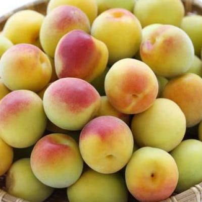 阿部農縁【完熟梅のコンフィチュール100g】新鮮な福島県産完熟梅を使用　クエン酸が豊富