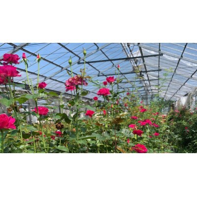 【プリザーブドフラワー白陶器C・桃のコンポート】ギフトに　薔薇の花　バラのフラワーアレンジメント