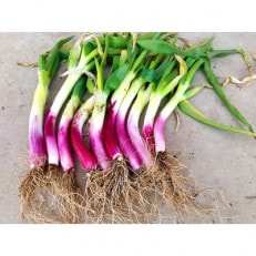 阿部農縁　明治から守る伝統野菜「曲がりネギ　赤」3kg
