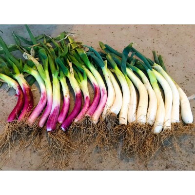 阿部農縁　明治から守る伝統野菜「曲がりネギ　紅白セット」3kg