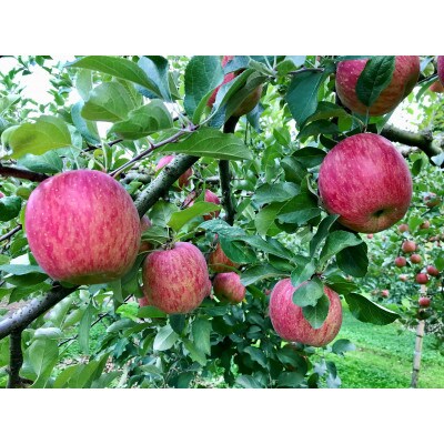 福島県のりんご　蜜入りリンゴサンふじ　中玉3kg(8～14玉)