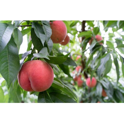 冷凍桃(福島県須賀川市産)1kg×5パック　完熟桃の皮をむき、カットしただけ!