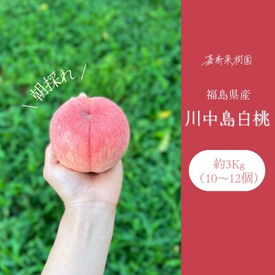 【2024年先行受付】嘉斎果樹園の桃「川中島白桃」約3kg　【発送予定:8月20日～】
