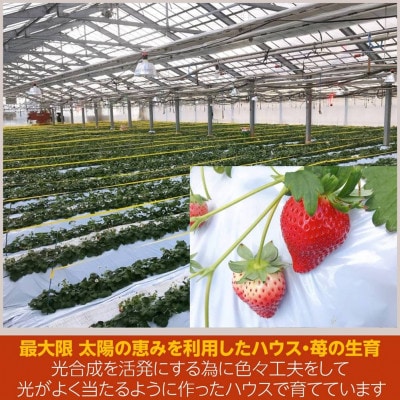 【アグリハウス秋山】 とちおとめ デラックス3L～4L 大玉 24～30粒