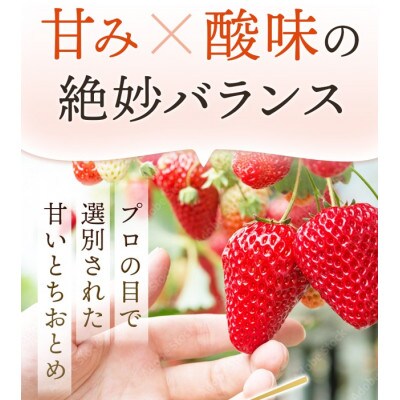【アグリハウス秋山】 とちおとめ デラックス3L～4L 大玉 24～30粒