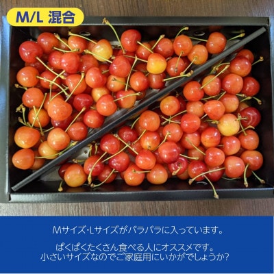 さくらんぼ 【佐藤幸男農園】 佐藤錦 ML混合 1kg バラ詰