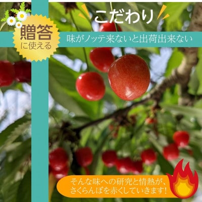 さくらんぼ 佐藤錦 紅秀峰 紅てまり どれか1品種 500g Lサイズ 〈有我果樹園〉