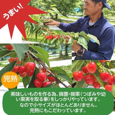 さくらんぼ 佐藤錦 紅秀峰 紅てまり どれか1品種 500g Lサイズ 〈有我果樹園〉