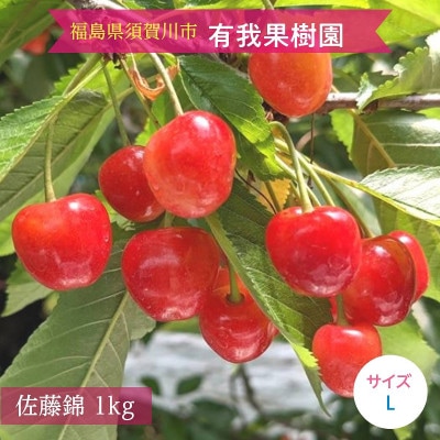 さくらんぼ 【有我果樹園】 佐藤錦 1kg L 贈答用