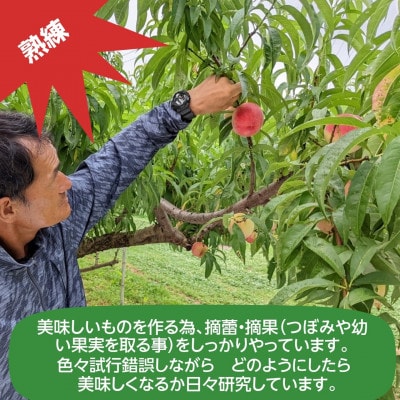 桃 【有我果樹園】 品種色々 ミックス 5kg 12～16玉 贈答用