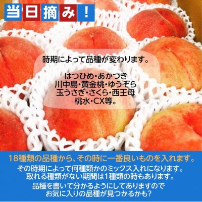 桃 【有我果樹園】 品種色々 ミックス 5kg 12～16玉 贈答用