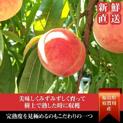 桃 【箭内厳雄果樹園】 もも 3kg　10～13玉 品種おまかせ 贈答用