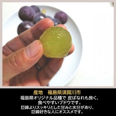 ぶどう 【佐藤果樹園】 あづましずく 1.5kg(2～3房) 贈答用