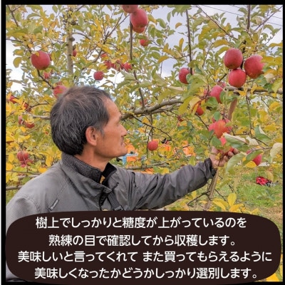 りんご 【有我果樹園】 中玉 18～20個 5kg