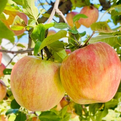 【先行予約丨2026年9月上旬より順次発送】サンつがる【約2.5kg(6～12玉)】