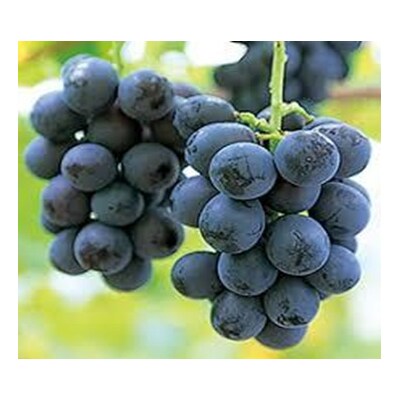 【先行予約丨2026年9月上旬より順次発送】種なし巨峰【約1kg(2房あたり)】