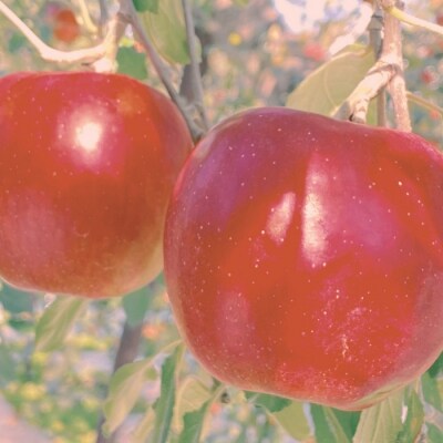 【先行予約丨2026年10月上旬より順次発送】紅玉【約2～2.5kg(8～14玉)】