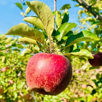 【先行予約丨2026年10月上旬より順次発送】秋映【約3kg (6〜12玉)】