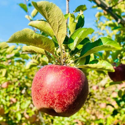 【先行予約丨2026年10月上旬より順次発送】秋映【約10kg (22〜40玉)】