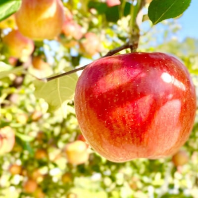 【先行予約丨2026年10月中旬より順次発送】シナノスイート【約10kg (22〜40玉)】